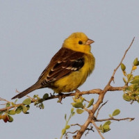 Sudan Golden Sparrow